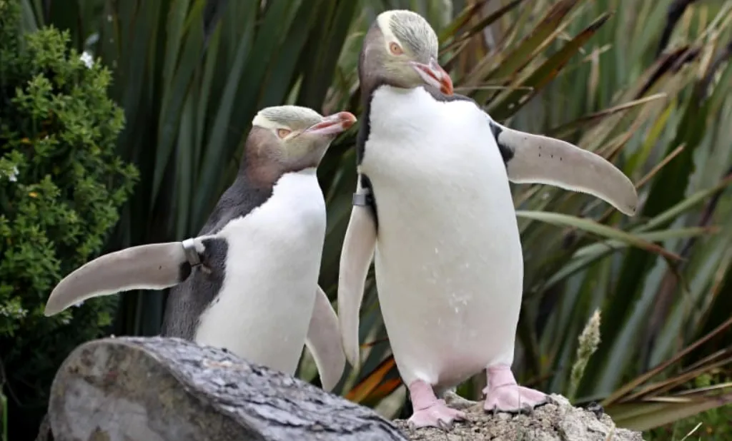 Những bệnh nhân đặc biệt trong trung tâm điều trị New Zealand Những bệnh nhân đặc biệt trong trung tâm điều trị New Zealand