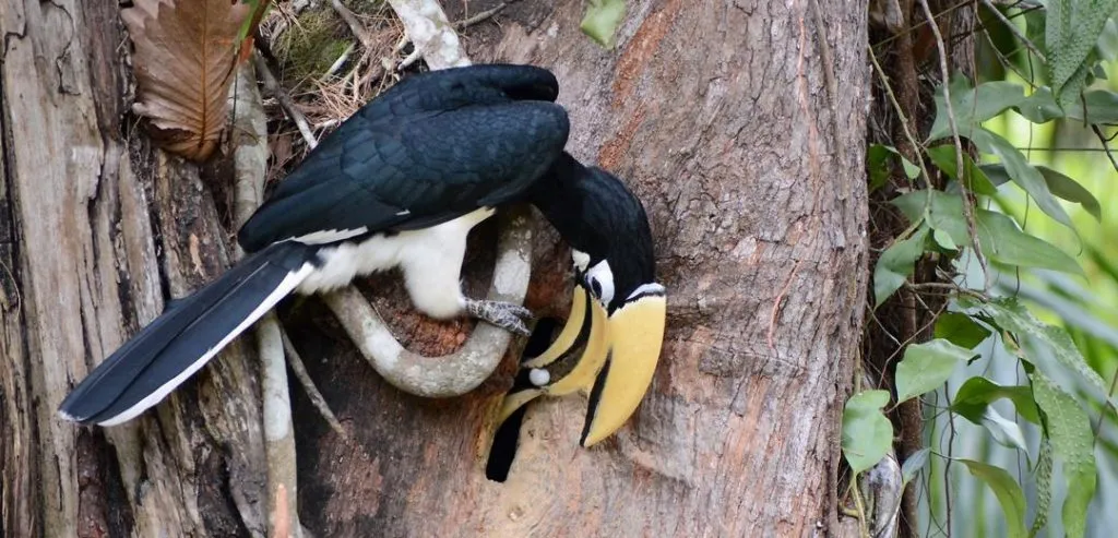 8 sinh vật có tập tính sinh sản và nuôi con cực kỳ lạ, có con sống ký sinh trên bạn tình  8 sinh vật có tập tính sinh sản và nuôi con cực kỳ lạ, có con sống ký sinh trên bạn tình