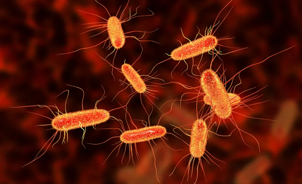 Tái tạo thành công bộ gen của vi khuẩn E.coli từ xác ướp cách đây 5 thế kỷ Tái tạo thành công bộ gen của vi khuẩn E.coli từ xác ướp cách đây 5 thế kỷ