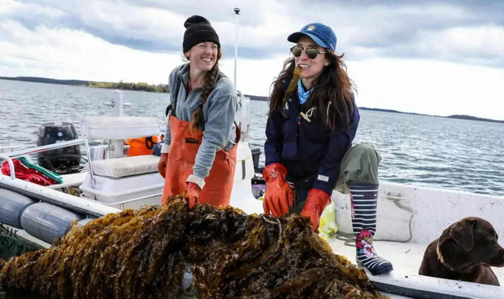 Trong tương lai, có thể ăn rong biển thay cho thịt động vật Trong tương lai, có thể ăn rong biển thay cho thịt động vật