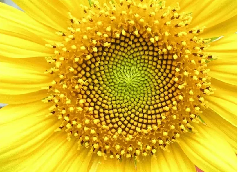 Tiêu chuẩn Tỷ lệ vàng khuôn mặt xuất phát từ đâu, liệu có cơ sở khoa học? Tiêu chuẩn Tỷ lệ vàng khuôn mặt xuất phát từ đâu, liệu có cơ sở khoa học?