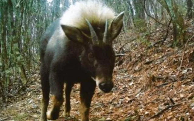 Loài 'sói đầu lừa' đã tuyệt chủng 500.000 năm nay đang xuất hiện trở lại ở Thần Nông Giá. Nó đang cảnh báo điều gì? Loài 'sói đầu lừa' đã tuyệt chủng 500.000 năm nay đang xuất hiện trở lại ở Thần Nông Giá. Nó đang cảnh báo điều gì?