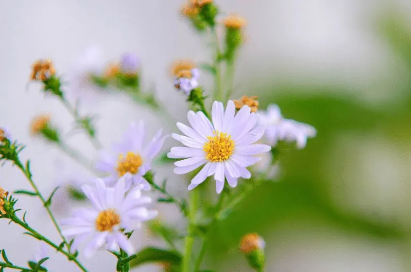 Tử vi năm 2023 của người tuổi Sửu được luận giải chi tiết Tử vi năm 2023 của người tuổi Sửu được luận giải chi tiết