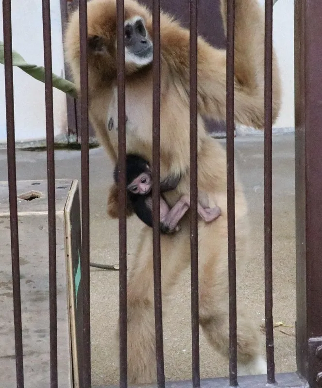 Giải mã bí ẩn vượn cái tự mang thai tại vườn thú Nhật Bản Giải mã bí ẩn vượn cái tự mang thai tại vườn thú Nhật Bản