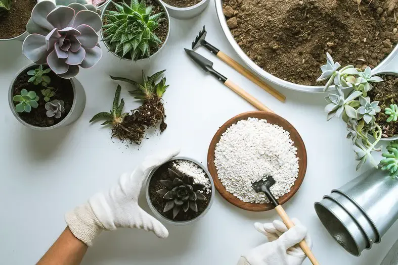 Cách để cây trong nhà luôn tươi dù tưới nước ít Cách để cây trong nhà luôn tươi dù tưới nước ít