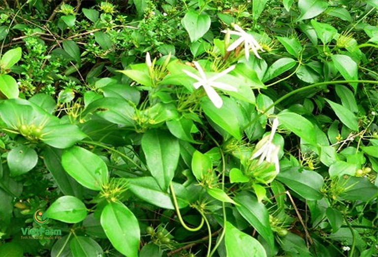 Top 10 loại trà uống ngon nhất ở Việt Nam Top 10 loại trà uống ngon nhất ở Việt Nam