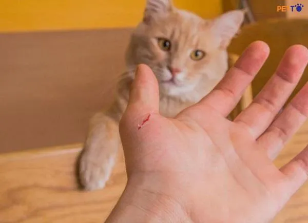 Tại sao phụ nữ có kinh nguyệt mà phần lớn động vật giống cái lại không có? Tại sao phụ nữ có kinh nguyệt mà phần lớn động vật giống cái lại không có?