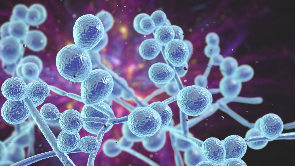 Người Nhật ít bị ung thư nhờ ăn nhiều loại thực phẩm được trồng rất phổ biến ở Việt Nam Người Nhật ít bị ung thư nhờ ăn nhiều loại thực phẩm được trồng rất phổ biến ở Việt Nam