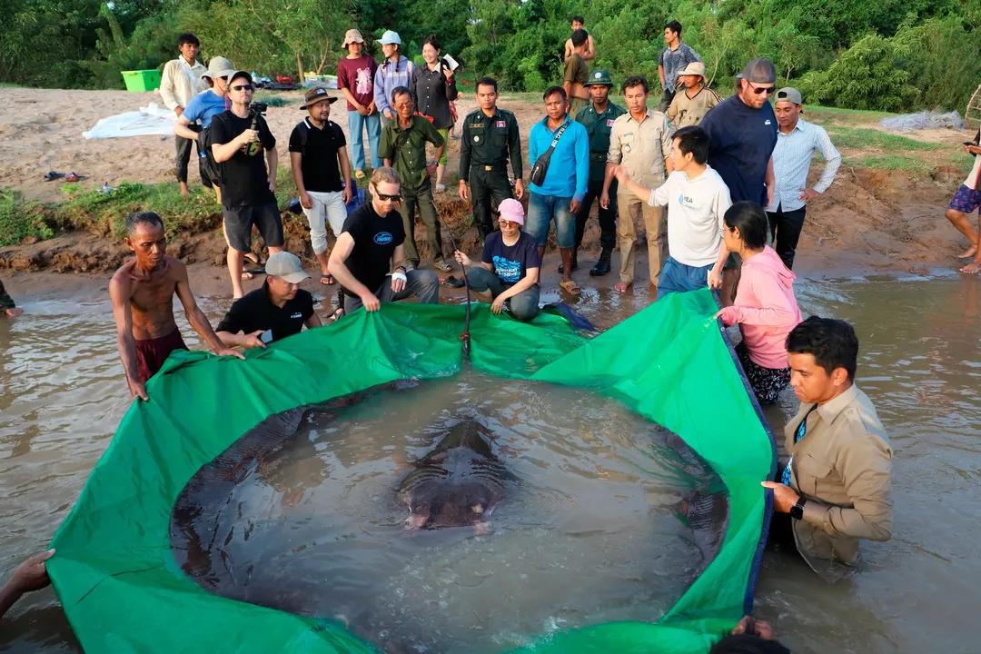 Campuchia thả cụ bà cá đuối 300kg trở lại sông Mê Công Campuchia thả cụ bà cá đuối 300kg trở lại sông Mê Công