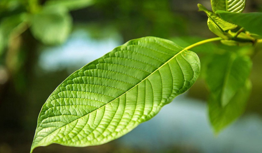 Tại sao 'heroin mới' kratom gây quan ngại? Tại sao 'heroin mới' kratom gây quan ngại?