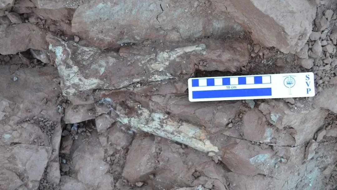 Hóa thạch “rồng tử thần” 86 triệu năm trước Hóa thạch “rồng tử thần” 86 triệu năm trước