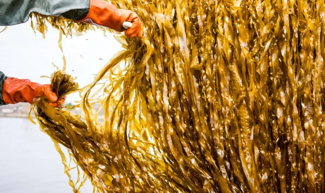 Trong tương lai, có thể ăn rong biển thay cho thịt động vật Trong tương lai, có thể ăn rong biển thay cho thịt động vật