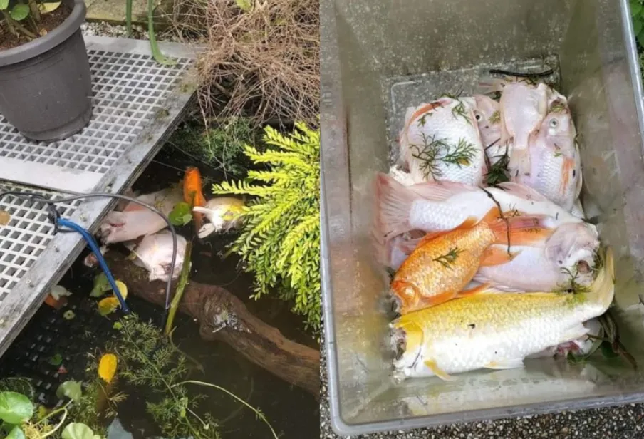 Rái cá “đại náo” Singapore, tàn sát đàn cá Koi trị giá hàng trăm triệu đồng của người dân Rái cá “đại náo” Singapore, tàn sát đàn cá Koi trị giá hàng trăm triệu đồng của người dân