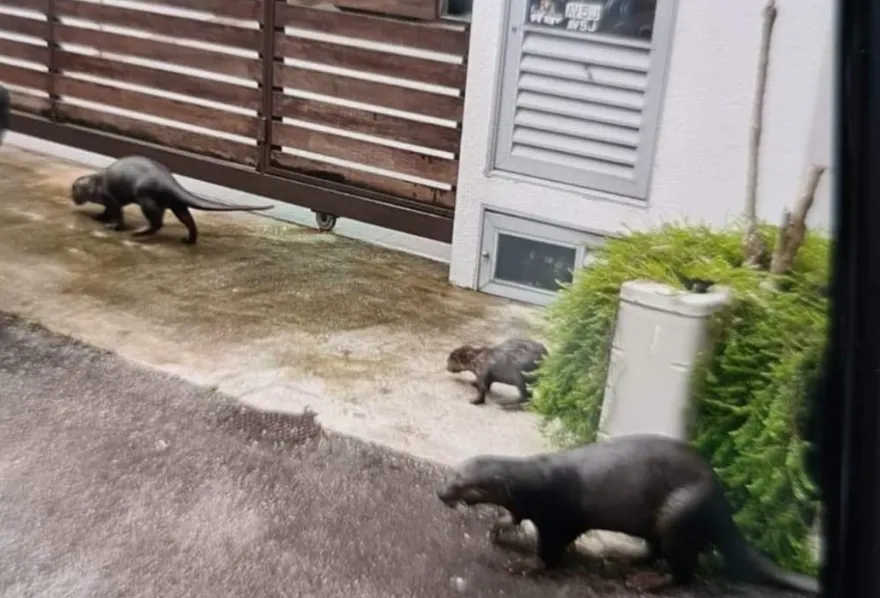 Rái cá “đại náo” Singapore, tàn sát đàn cá Koi trị giá hàng trăm triệu đồng của người dân Rái cá “đại náo” Singapore, tàn sát đàn cá Koi trị giá hàng trăm triệu đồng của người dân