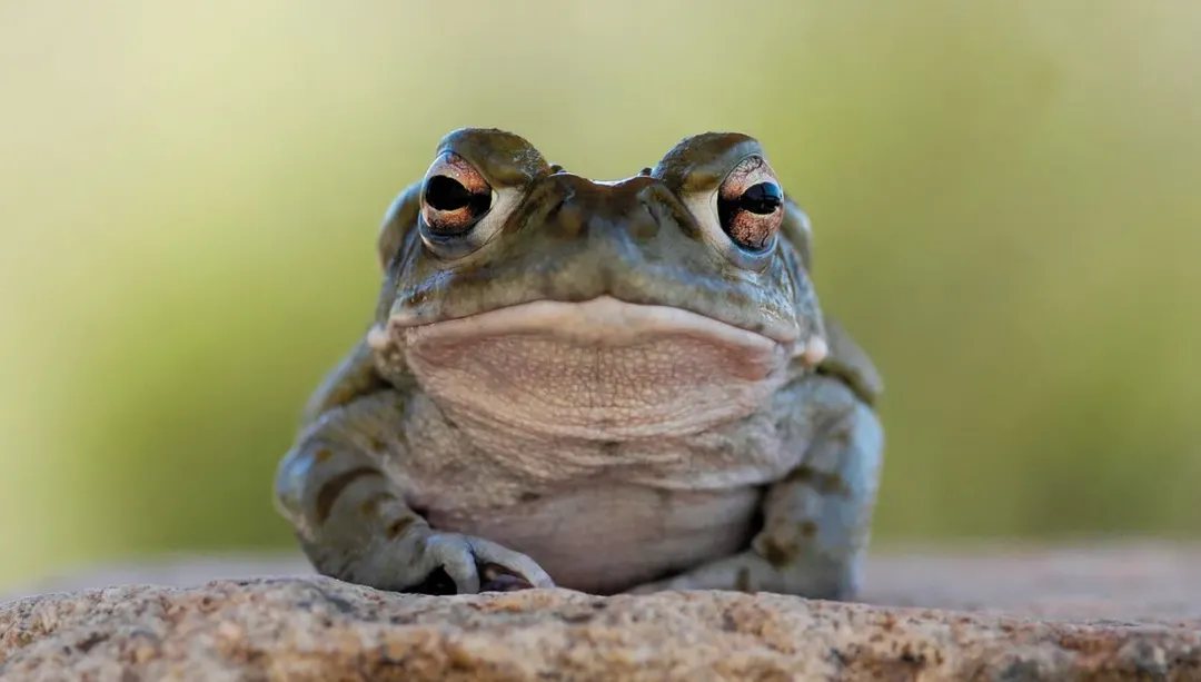 Cóc khổng lồ dài 18 cm có độc tố cực mạnh, hít nhẹ thôi cũng đủ để gây ảo giác Cóc khổng lồ dài 18 cm có độc tố cực mạnh, hít nhẹ thôi cũng đủ để gây ảo giác