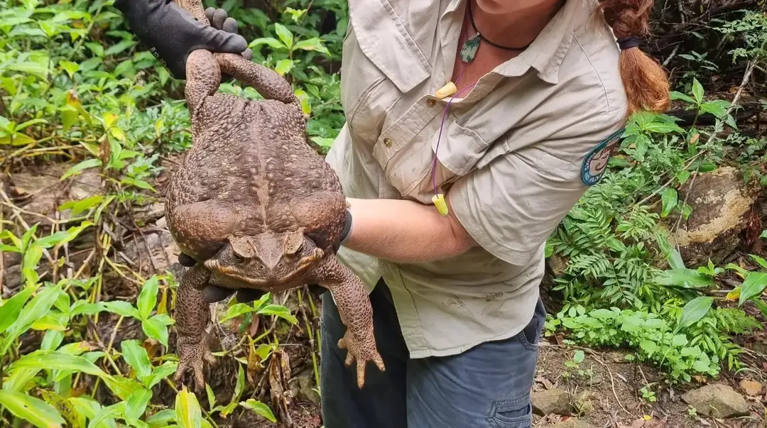 Quái vật cóc khổng lồ toadzilla nặng 2,7 kg sẽ khiến bạn phải sợ hãi khi nhìn thấy Quái vật cóc khổng lồ toadzilla nặng 2,7 kg sẽ khiến bạn phải sợ hãi khi nhìn thấy