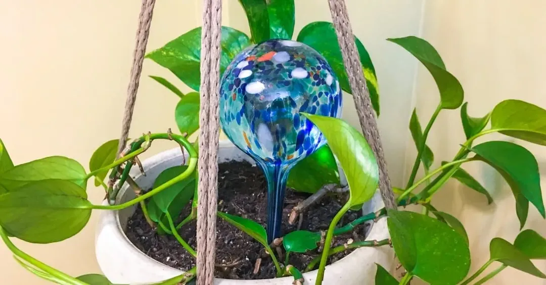 Cách để cây trong nhà luôn tươi dù tưới nước ít Cách để cây trong nhà luôn tươi dù tưới nước ít