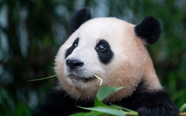 Người Hàn kiến nghị đưa công chúa gấu trúc Fubao trở lại Người Hàn kiến nghị đưa công chúa gấu trúc Fubao trở lại