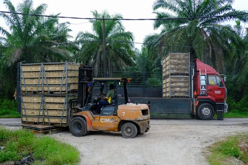 Lệnh cấm của Malaysia làm rúng động ngành cơm gà Singapore Lệnh cấm của Malaysia làm rúng động ngành cơm gà Singapore