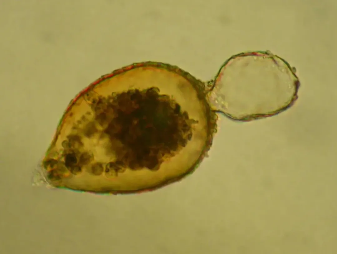 Cận cảnh những vi khuẩn từ tính trú ngụ tại nơi sâu nhất của đại dương Cận cảnh những vi khuẩn từ tính trú ngụ tại nơi sâu nhất của đại dương