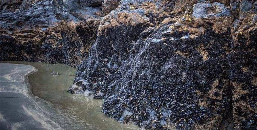 Nước biển ấm lên bất thường, hơn 500.000 sinh vật biển đối mặt với cái chết Nước biển ấm lên bất thường, hơn 500.000 sinh vật biển đối mặt với cái chết