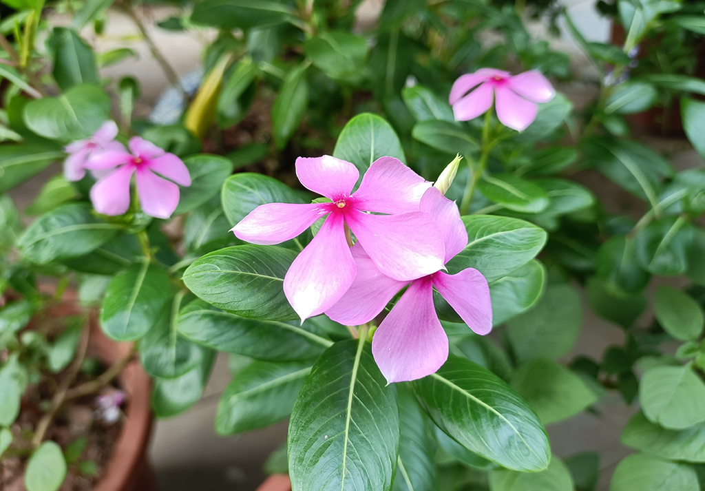 Đánh giá Reno6 Z: rất đáng mua nếu không quá coi trọng chơi game Đánh giá Reno6 Z: rất đáng mua nếu không quá coi trọng chơi game