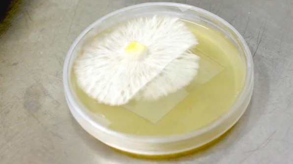 Nấm có thể là vật liệu cách nhiệt cho ngôi nhà của bạn trong tương lai Nấm có thể là vật liệu cách nhiệt cho ngôi nhà của bạn trong tương lai