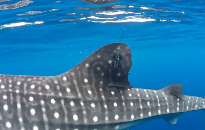 Con người là thủ phạm gây ra nhiều cái chết thương tâm cho cá mập voi Con người là thủ phạm gây ra nhiều cái chết thương tâm cho cá mập voi