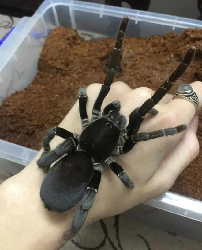 Rầm rộ mua bán nhện trên chợ trực tuyến, rất khó để kiểm soát Rầm rộ mua bán nhện trên chợ trực tuyến, rất khó để kiểm soát