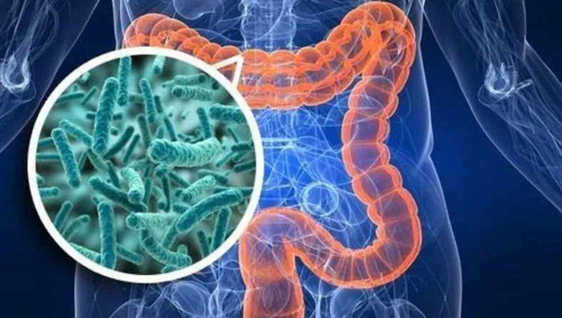Tái tạo thành công bộ gen của vi khuẩn E.coli từ xác ướp cách đây 5 thế kỷ Tái tạo thành công bộ gen của vi khuẩn E.coli từ xác ướp cách đây 5 thế kỷ
