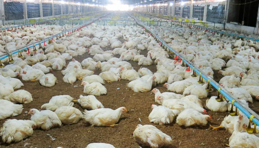Sau lợn, đến lượt gà được chăm sóc bằng AI nhận dạng tiếng kêu Sau lợn, đến lượt gà được chăm sóc bằng AI nhận dạng tiếng kêu