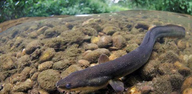 Bí ẩn về quái vật hồ Loch Ness đã được giải đáp Bí ẩn về quái vật hồ Loch Ness đã được giải đáp