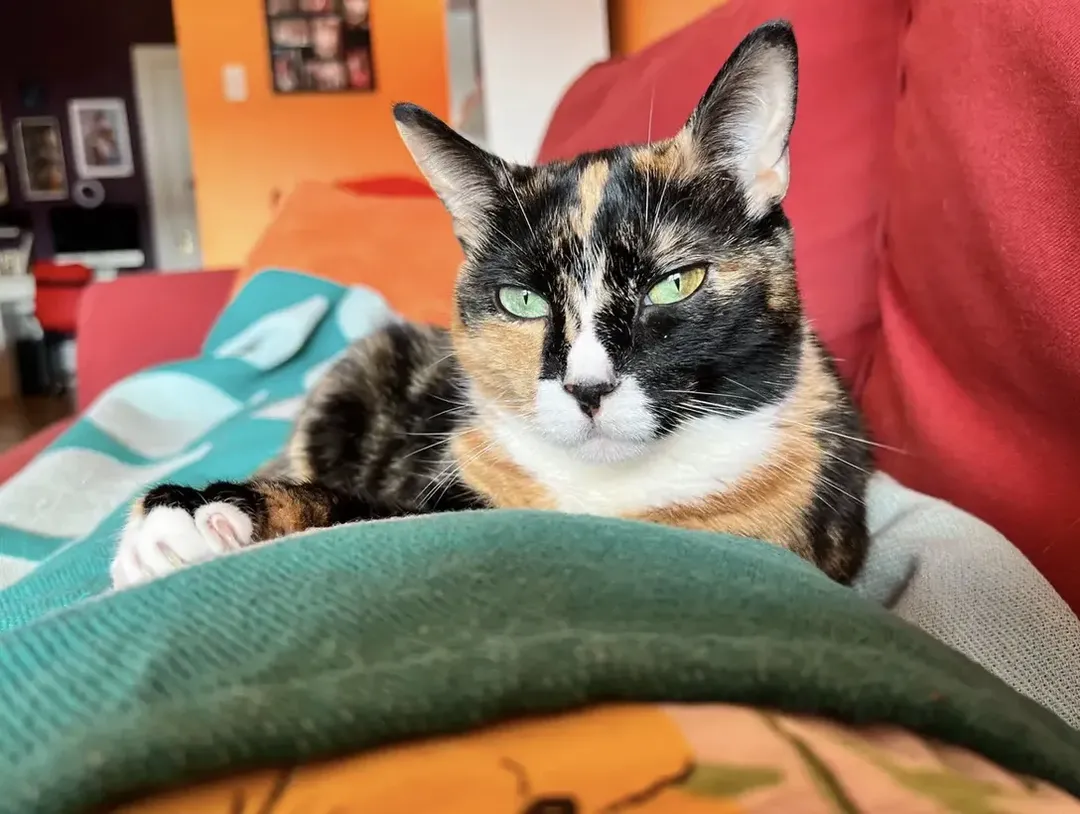 Oan không cơ chứ! Viện khoa học Ba Lan coi mèo là “loài ngoại lai xâm lấn” Oan không cơ chứ! Viện khoa học Ba Lan coi mèo là “loài ngoại lai xâm lấn”