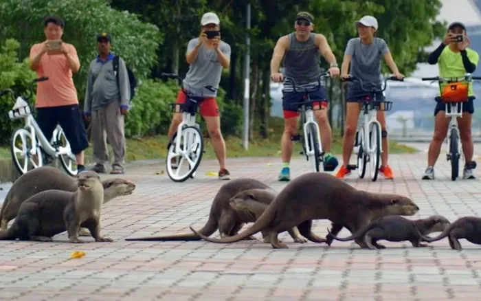 Chỉ sau 1 đêm, hàng chục con cá koi trị giá nghìn đô “ch.ết không toàn thây”, chủ ao cá bàng hoàng khi phát hiện ra sự thật   Chỉ sau 1 đêm, hàng chục con cá koi trị giá nghìn đô “ch.ết không toàn thây”, chủ ao cá bàng hoàng khi phát hiện ra sự thật