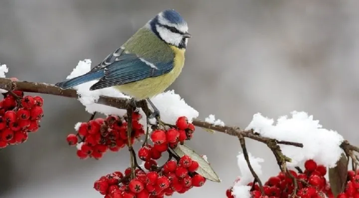 Miền Bắc lập đông từ ngày 7/11 tới: Mùa đông năm nay sẽ diễn biến như thế nào? Miền Bắc lập đông từ ngày 7/11 tới: Mùa đông năm nay sẽ diễn biến như thế nào?