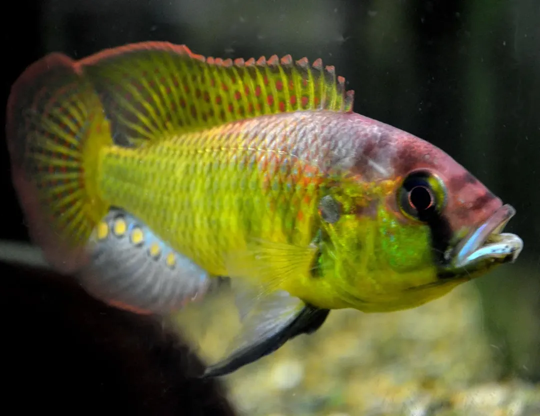 Có câu hổ dữ không ăn thịt con, vậy mà loài cá này lại ăn thịt chính con đẻ, sự thật đằng sau là gì? Có câu hổ dữ không ăn thịt con, vậy mà loài cá này lại ăn thịt chính con đẻ, sự thật đằng sau là gì?