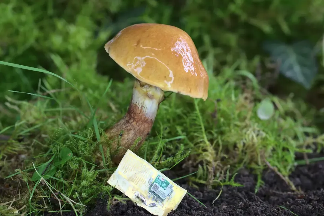 Điện thoại tương lai có thể được làm từ… nấm Điện thoại tương lai có thể được làm từ… nấm