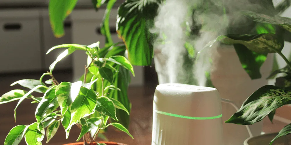 Cách để cây trong nhà luôn tươi dù tưới nước ít Cách để cây trong nhà luôn tươi dù tưới nước ít