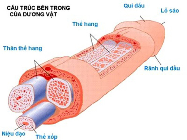 Bác sĩ nam khoa chỉ cách xử trí một số tai nạn dễ gặp với 'cậu nhỏ' Bác sĩ nam khoa chỉ cách xử trí một số tai nạn dễ gặp với 'cậu nhỏ'