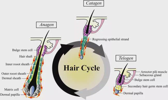 Lí giải về hiện tượng tóc bạc trắng sau 1 đêm Lí giải về hiện tượng tóc bạc trắng sau 1 đêm