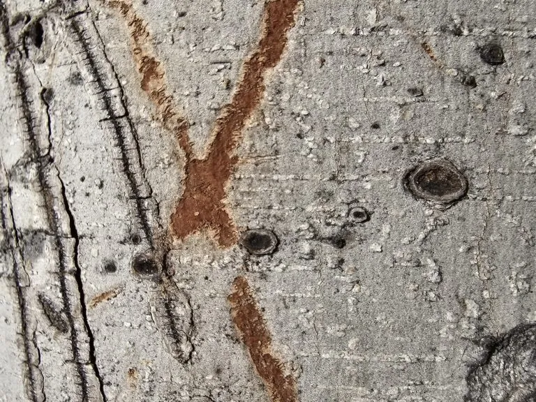 Những ảnh chụp đầu tiên từ camera Galaxy S24 Ultra, liệu camera AI có “bá đạo” như quảng cáo? Những ảnh chụp đầu tiên từ camera Galaxy S24 Ultra, liệu camera AI có “bá đạo” như quảng cáo?