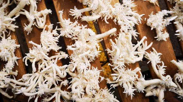 Nấm có thể là vật liệu cách nhiệt cho ngôi nhà của bạn trong tương lai Nấm có thể là vật liệu cách nhiệt cho ngôi nhà của bạn trong tương lai