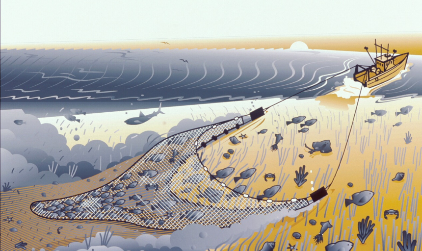 Hơn 70 triệu cá thể cá ngựa bị săn bắt mỗi năm bằng lưới giã cào Hơn 70 triệu cá thể cá ngựa bị săn bắt mỗi năm bằng lưới giã cào