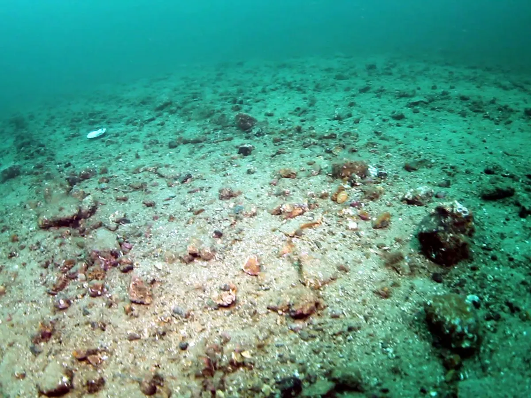 Hơn 70 triệu cá thể cá ngựa bị săn bắt mỗi năm bằng lưới giã cào Hơn 70 triệu cá thể cá ngựa bị săn bắt mỗi năm bằng lưới giã cào