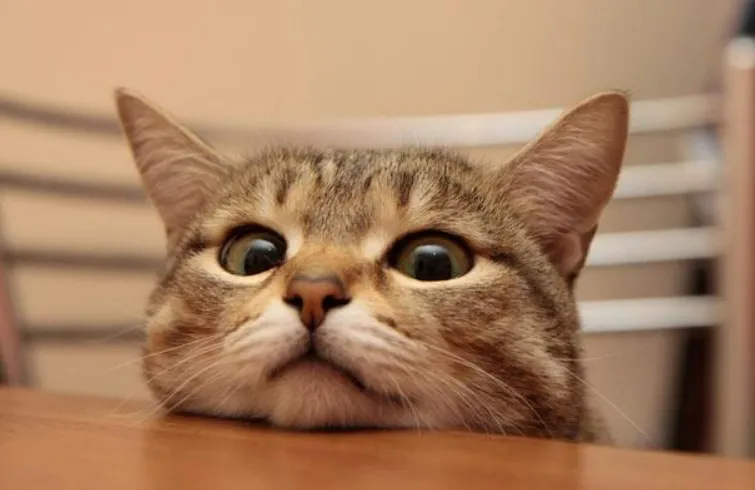 Tình anh em: Mèo có khả năng nhớ tên của những người bạn sống cùng nhà Tình anh em: Mèo có khả năng nhớ tên của những người bạn sống cùng nhà