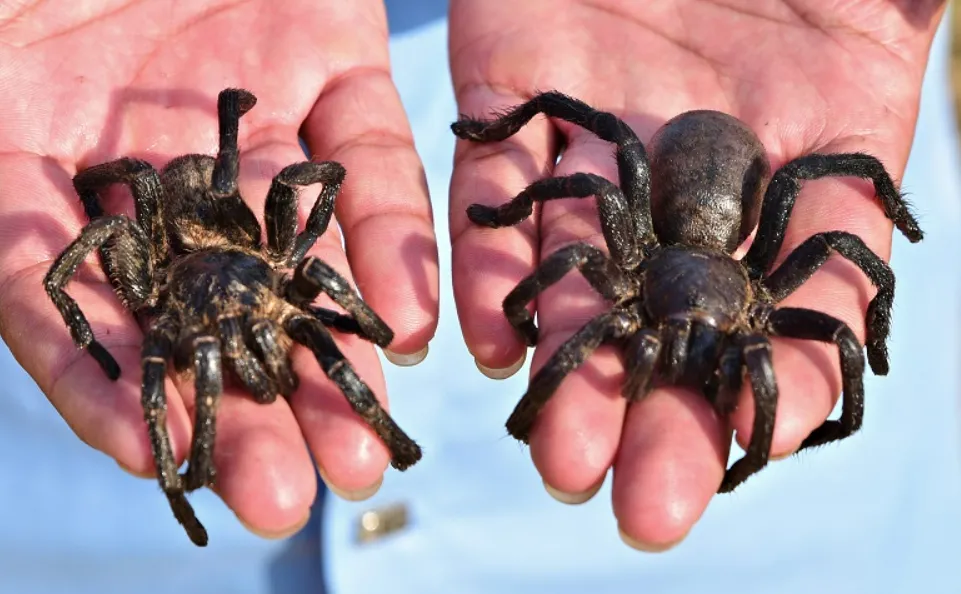 Rầm rộ mua bán nhện trên chợ trực tuyến, rất khó để kiểm soát Rầm rộ mua bán nhện trên chợ trực tuyến, rất khó để kiểm soát