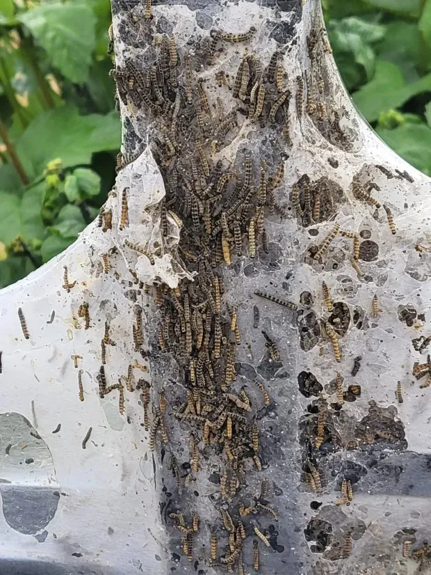 Kinh hãi phát hiện ổ côn trùng hàng ngàn con bò lổm ngổm gần nhà Kinh hãi phát hiện ổ côn trùng hàng ngàn con bò lổm ngổm gần nhà
