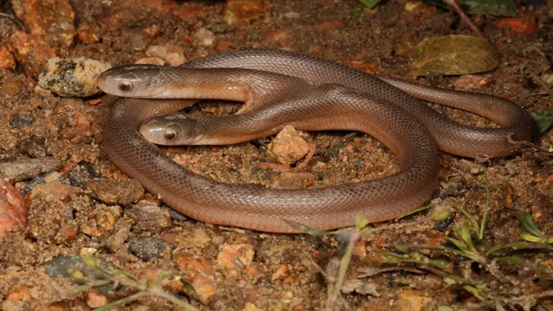 Phát hiện rắn 2 đầu cực hiếm trong tự nhiên Phát hiện rắn 2 đầu cực hiếm trong tự nhiên