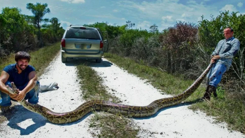 100.000 con trăn Miến Điện đã biến Florida thành vương quốc riêng như thế nào? 100.000 con trăn Miến Điện đã biến Florida thành vương quốc riêng như thế nào?