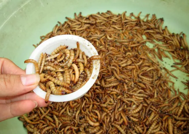 Ăn côn trùng thay thế cho thịt động vật giúp bảo vệ môi trường: bạn sẵn sàng thử chưa? Ăn côn trùng thay thế cho thịt động vật giúp bảo vệ môi trường: bạn sẵn sàng thử chưa?